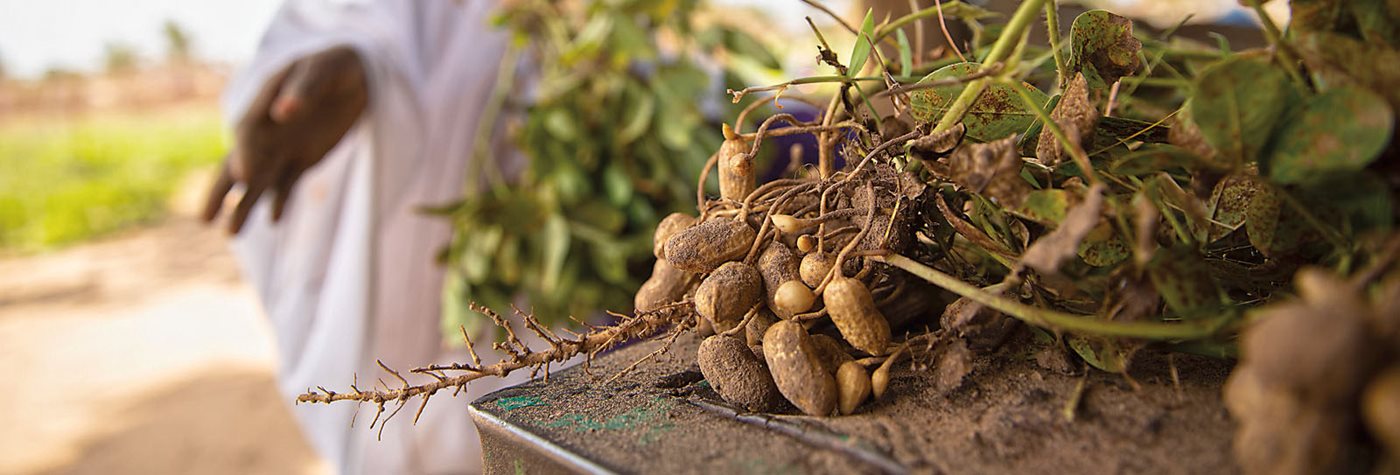 The Gambia’s Groundnuts: Identifying Problems and Solutions