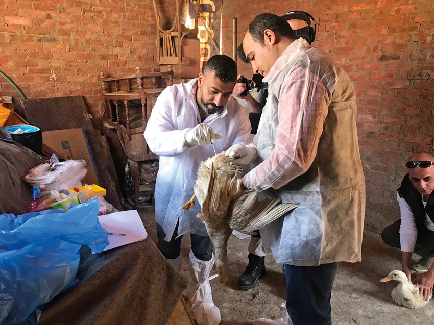 In Cairo, Kayali regularly swabs secretion samples from ducks and other poultry.