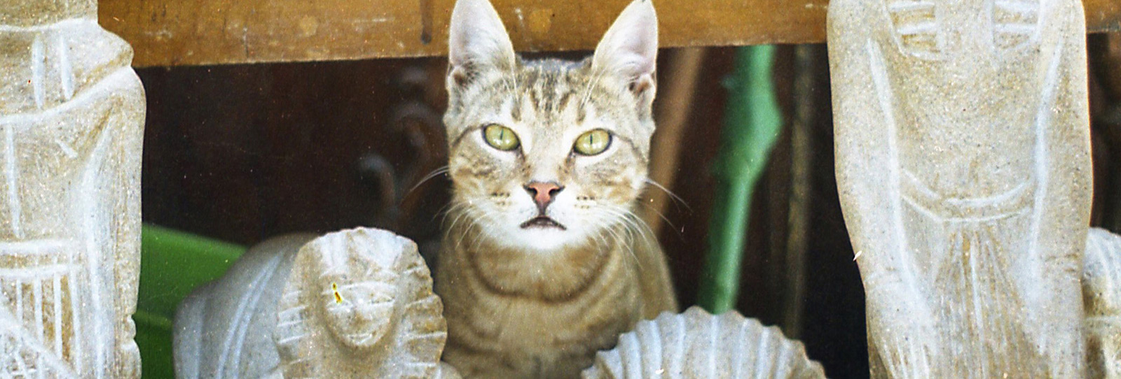 FirstLook: Cairo Cat